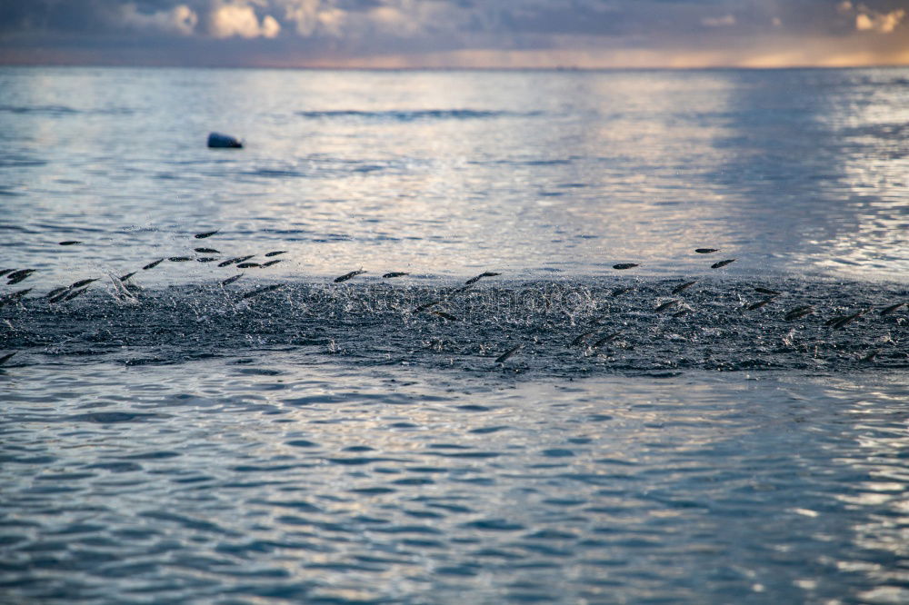 Similar – Image, Stock Photo Wadden Sea