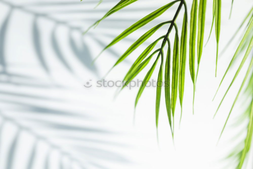 Similar – Image, Stock Photo Palm leaves in front of bright wall