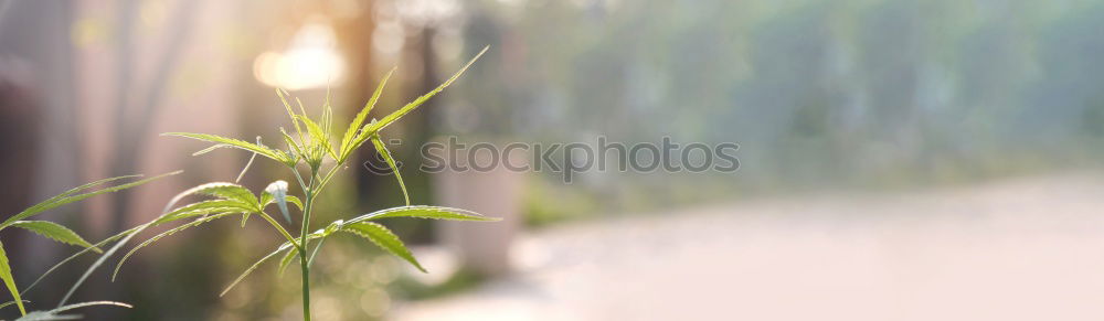 Similar – Image, Stock Photo pair of pears Food Fruit