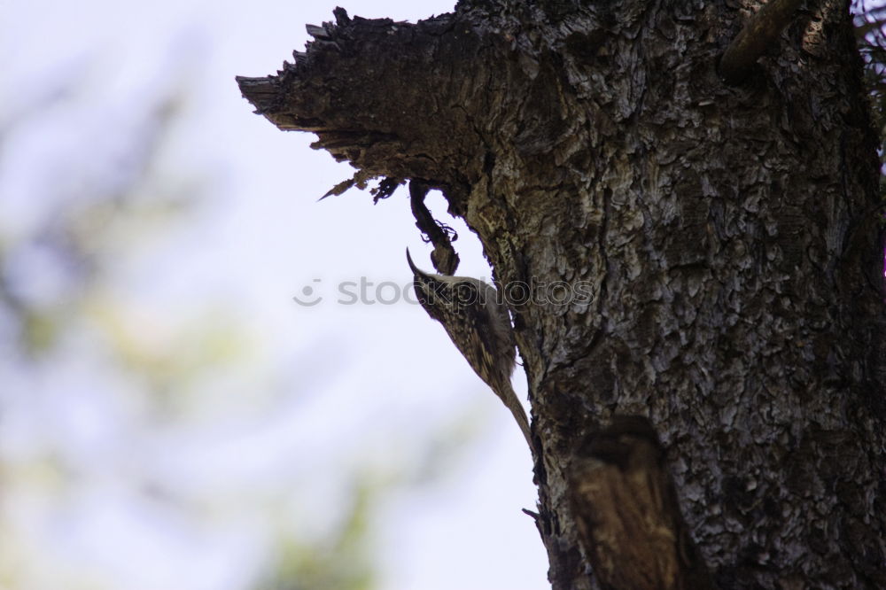 Similar – Foto Bild nature rules Baum