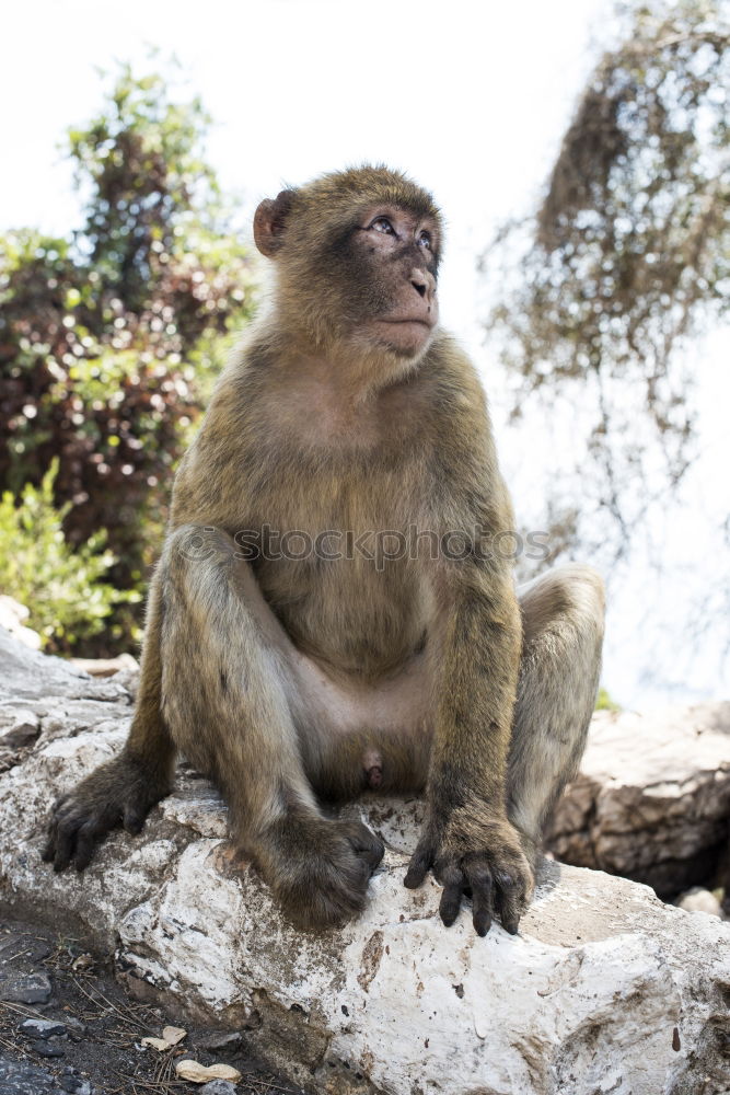 Similar – Image, Stock Photo Enjoy the sun Fruit Banana