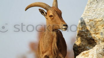 Foto Bild Gebirgstauglich Mufflon