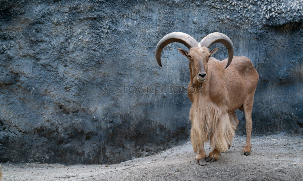 Similar – Image, Stock Photo Öhhhh Nature Animal Spring