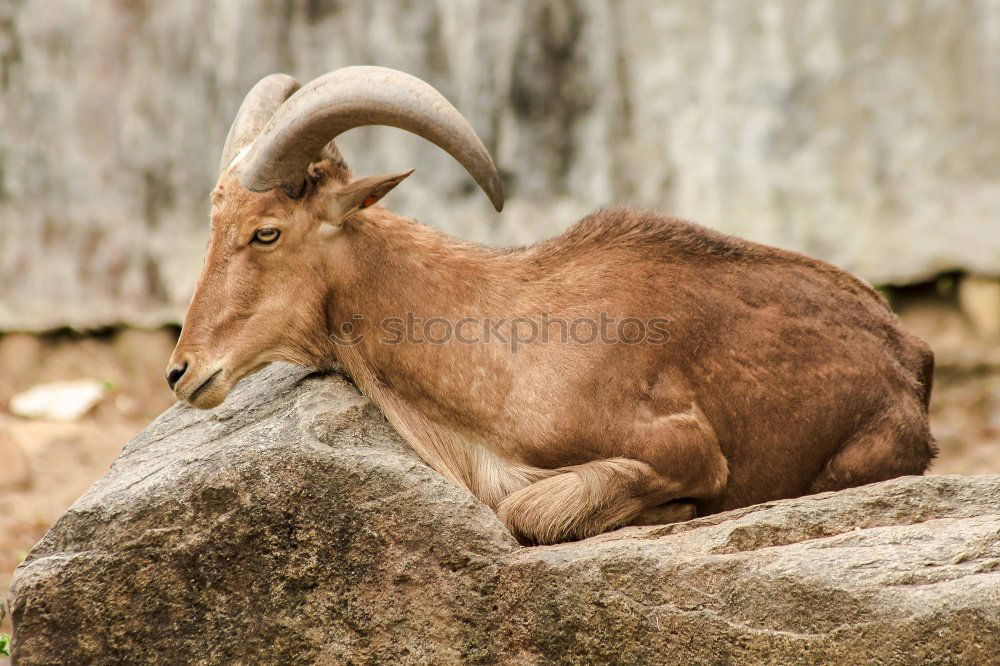 Similar – Bighorn Ram Environment