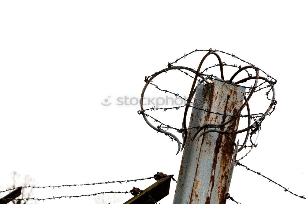 Similar – Image, Stock Photo captive Barbed wire Fence