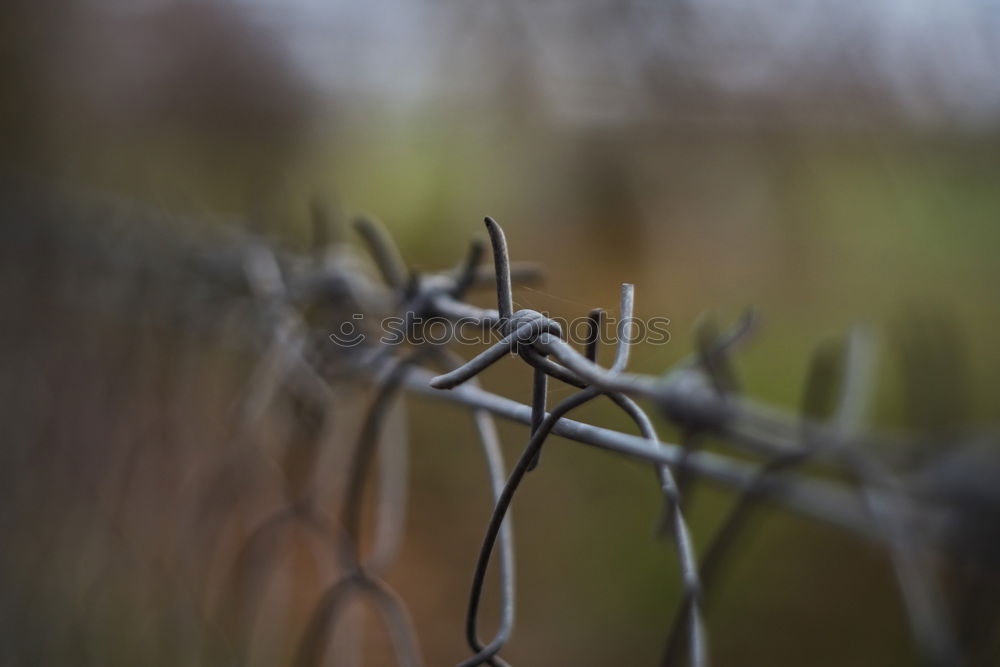 Similar – barbed wire Barbed wire