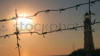 Similar – light bulbs Plant Sky Sun