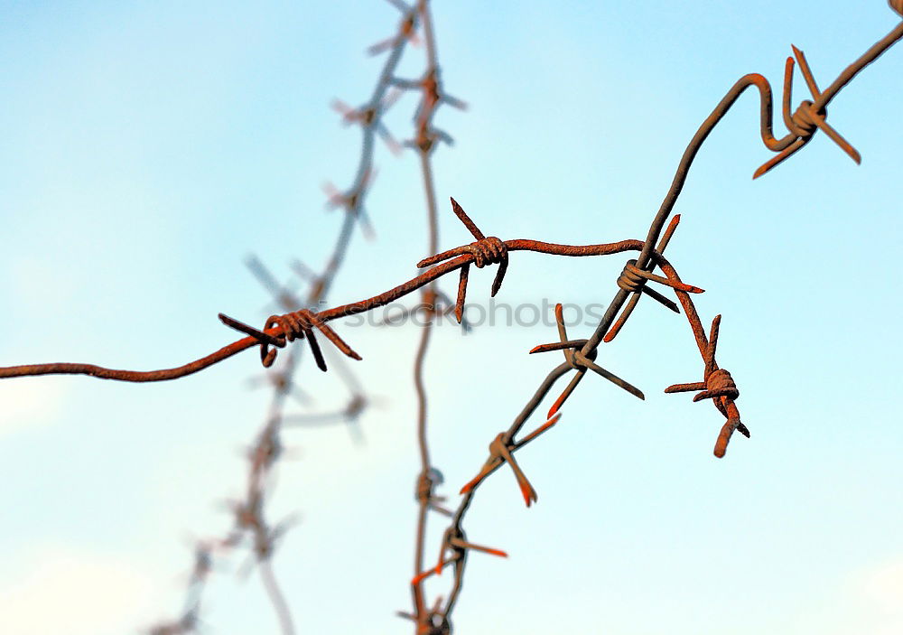 Similar – Schneeweißchen und Rosenrot