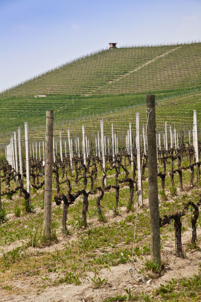 Similar – Image, Stock Photo Alpine Vineyards Spring