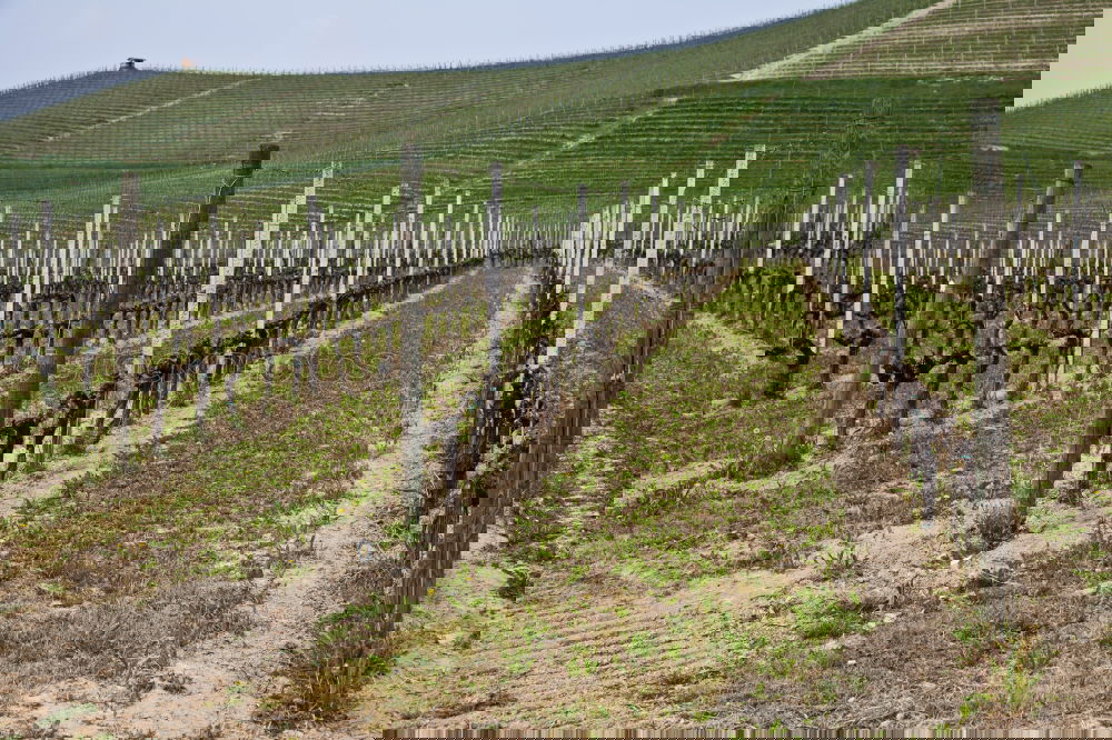 Image, Stock Photo Alpine Vineyards Spring