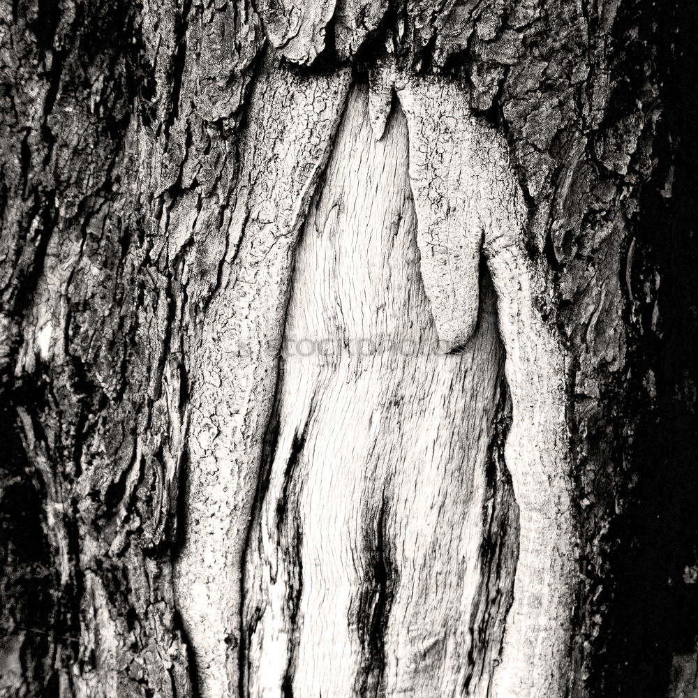 Similar – Image, Stock Photo Back then Tree Tree bark