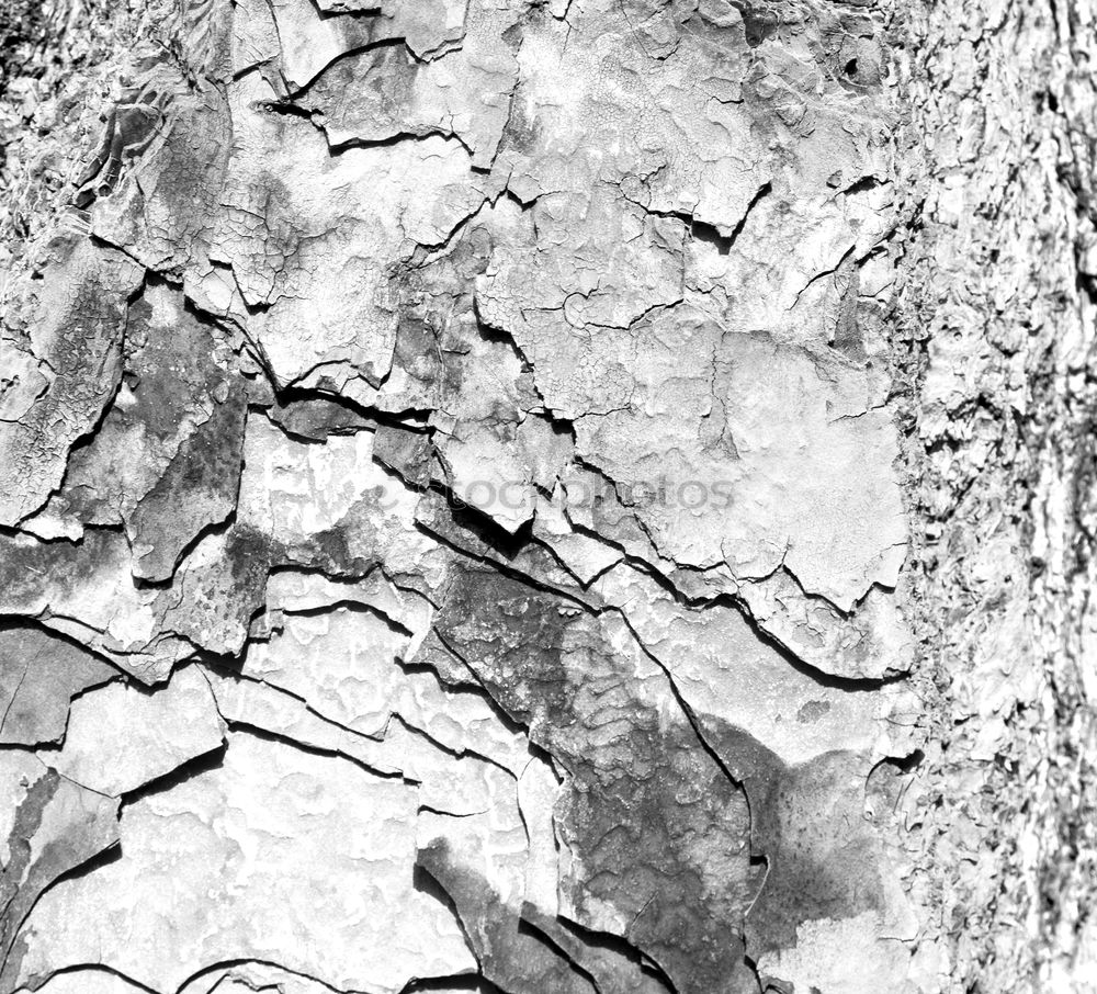 Image, Stock Photo tree bark Tree Tree bark