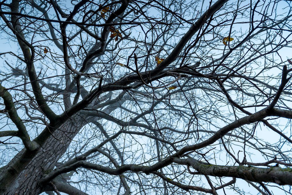 Similar – Image, Stock Photo spring (-‘break’ is still coming)