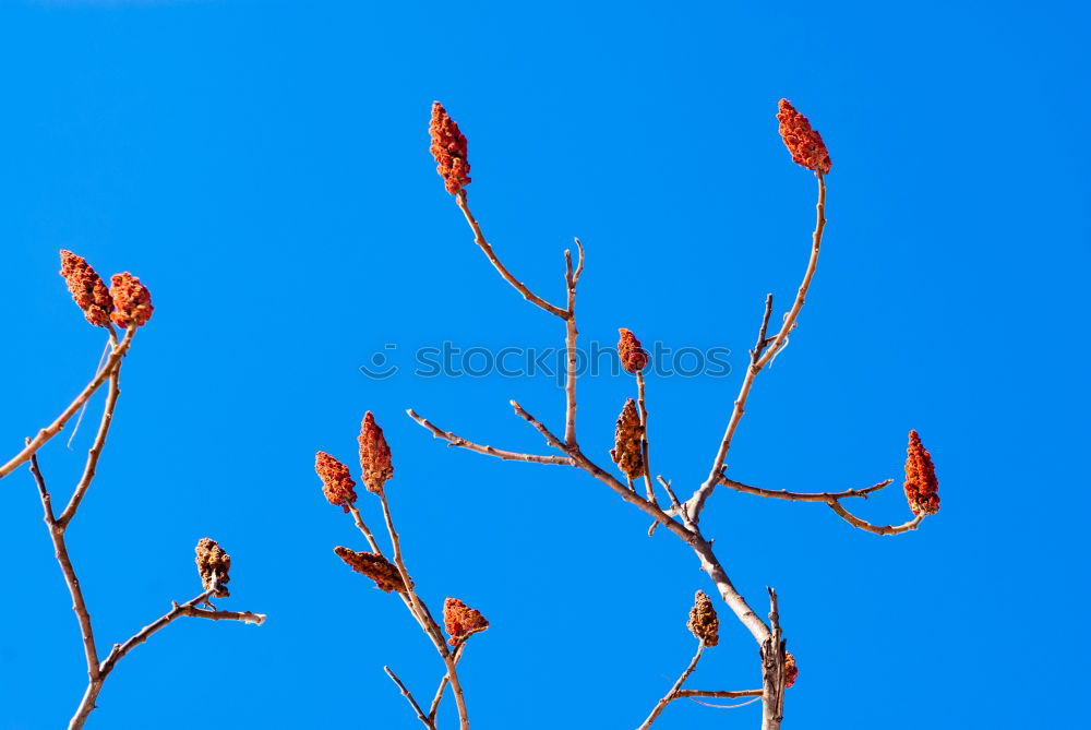 Similar – Branch of a corkscrew hazel bush with hazel catkin in front of a blue sky