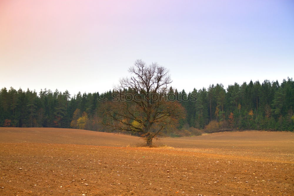 Similar – Foto Bild Einsam Feld Nebel Herbst