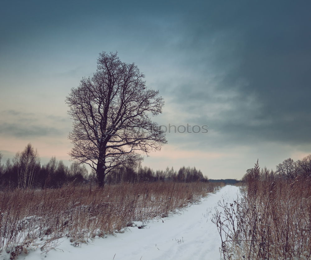 Similar – melancholy Winter Snow