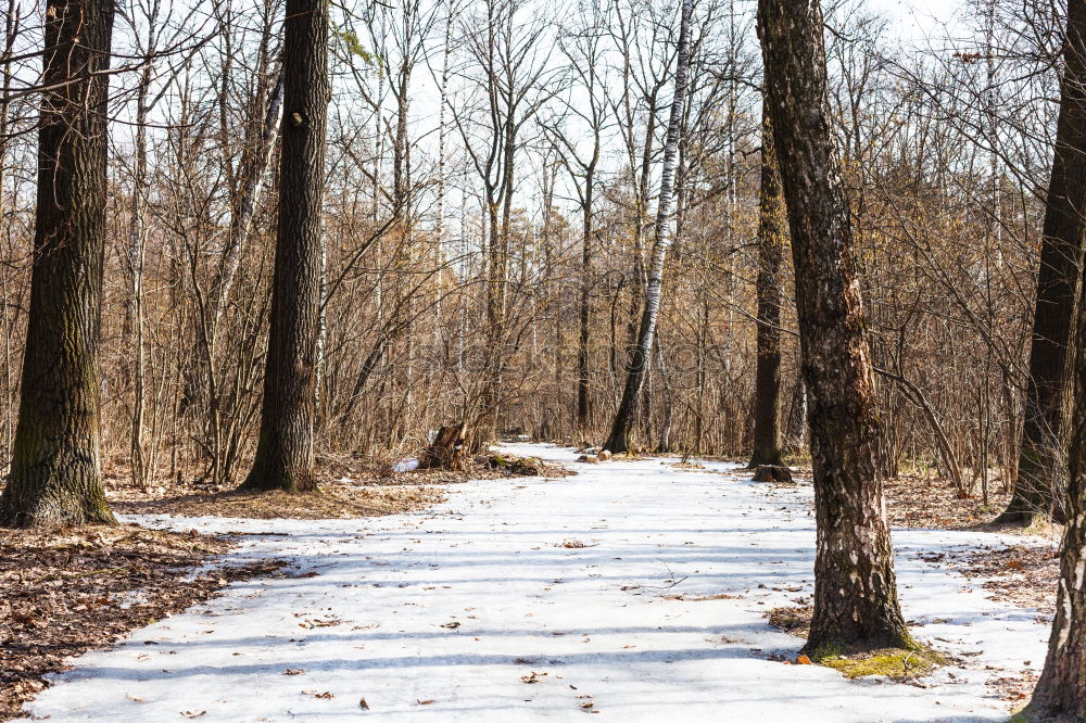 Similar – forest path Environment