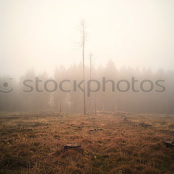 Similar – Foto Bild trübe Aussichten Umwelt