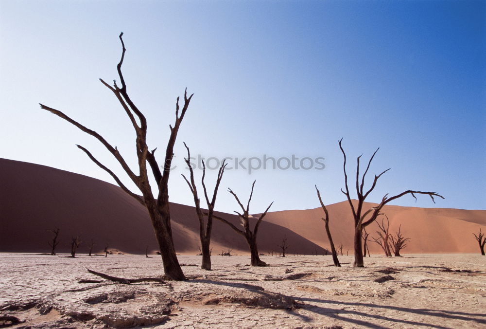 extinct Desert Tree Death