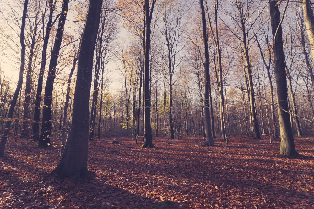 Similar – Image, Stock Photo small dog, big forest