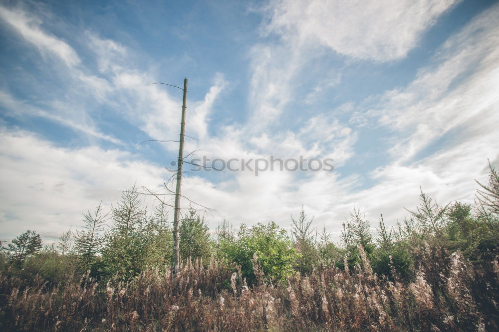 Similar – Image, Stock Photo Kirke. Environment Nature