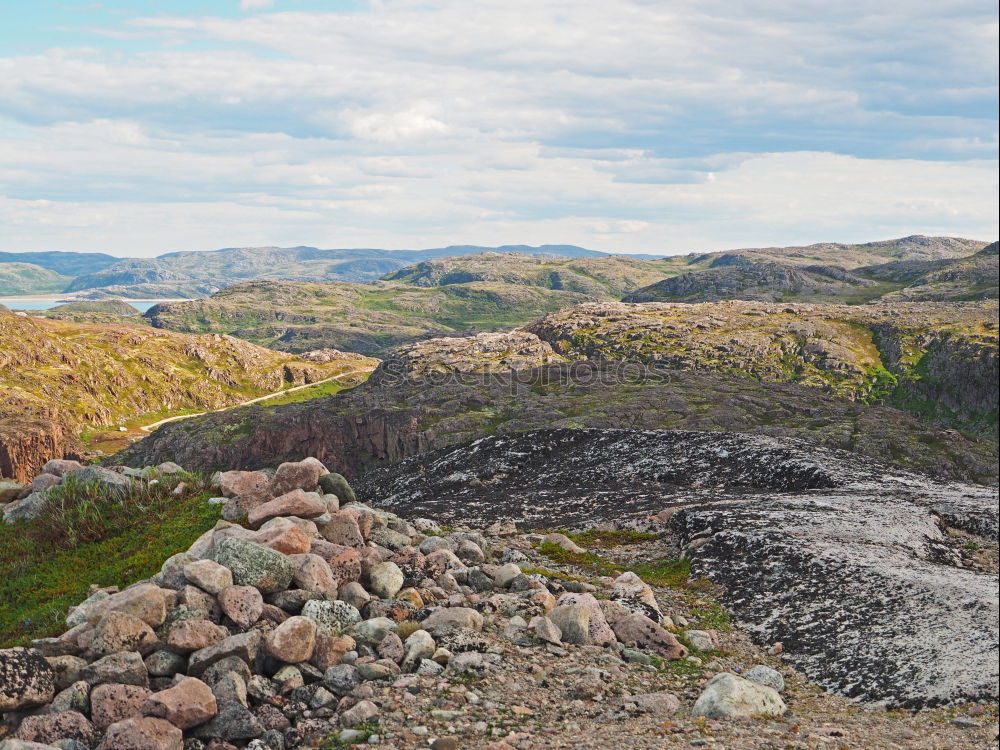 Musk ox