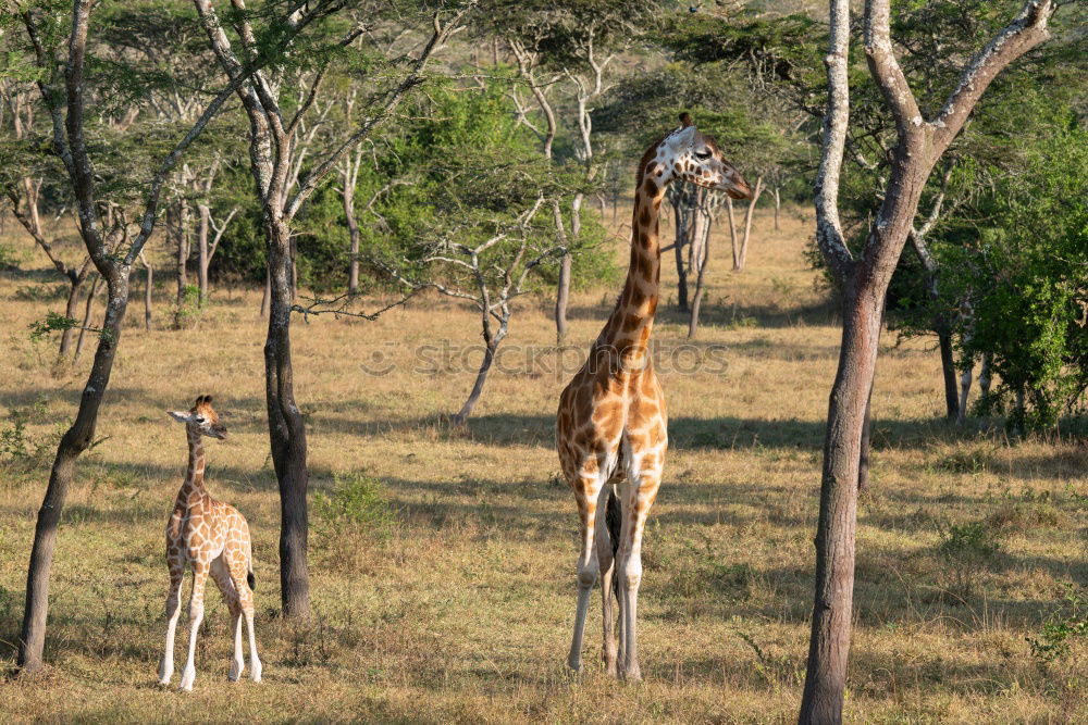 Similar – giraffe family Namibia