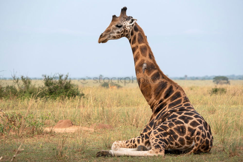 Similar – giraffe Animal Wild animal