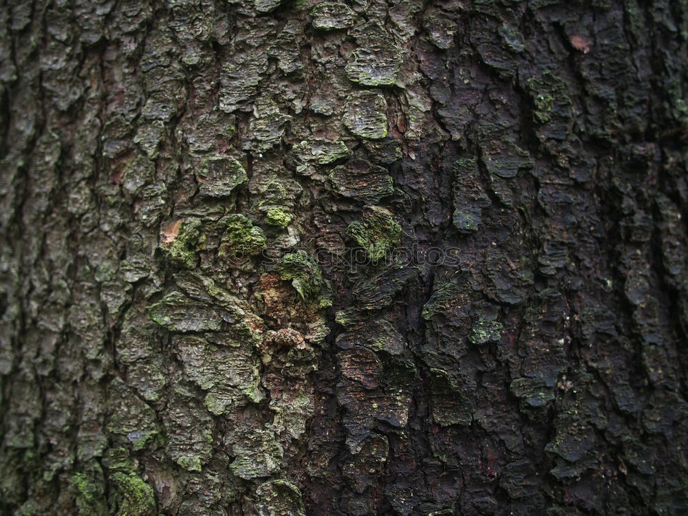 Similar – Foto Bild Altes Blatt Umwelt Natur