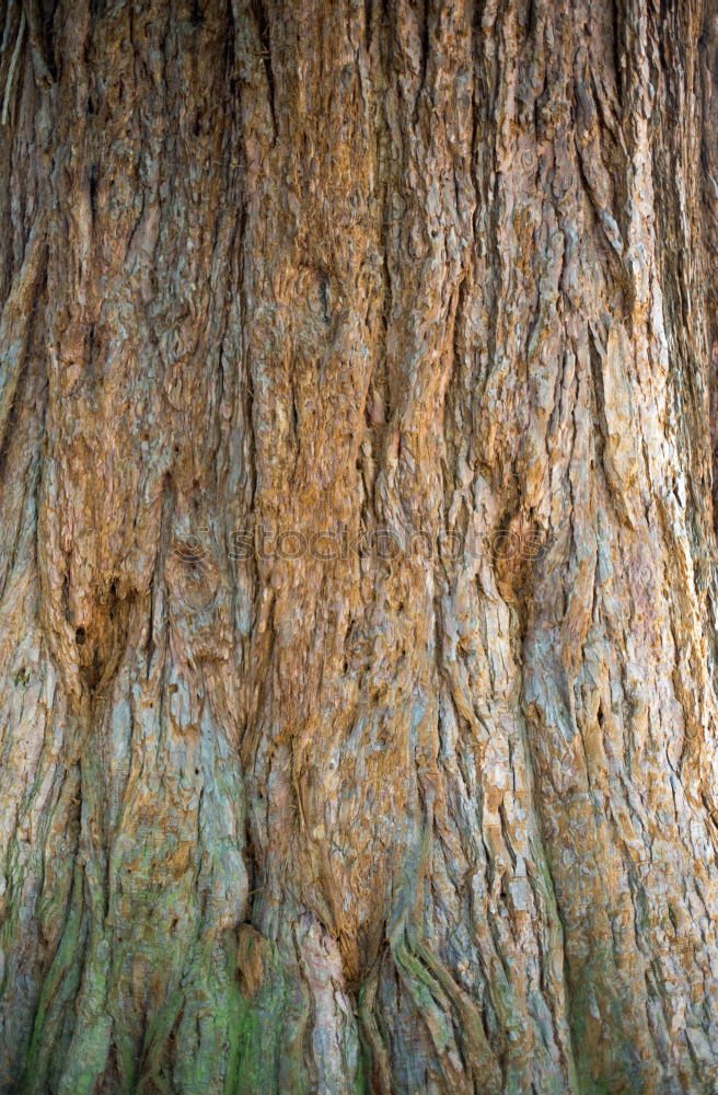 Similar – Image, Stock Photo Old tree Tree Tree bark