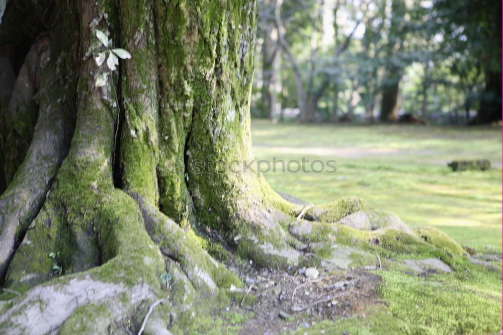 Similar – Image, Stock Photo To another world! Brook