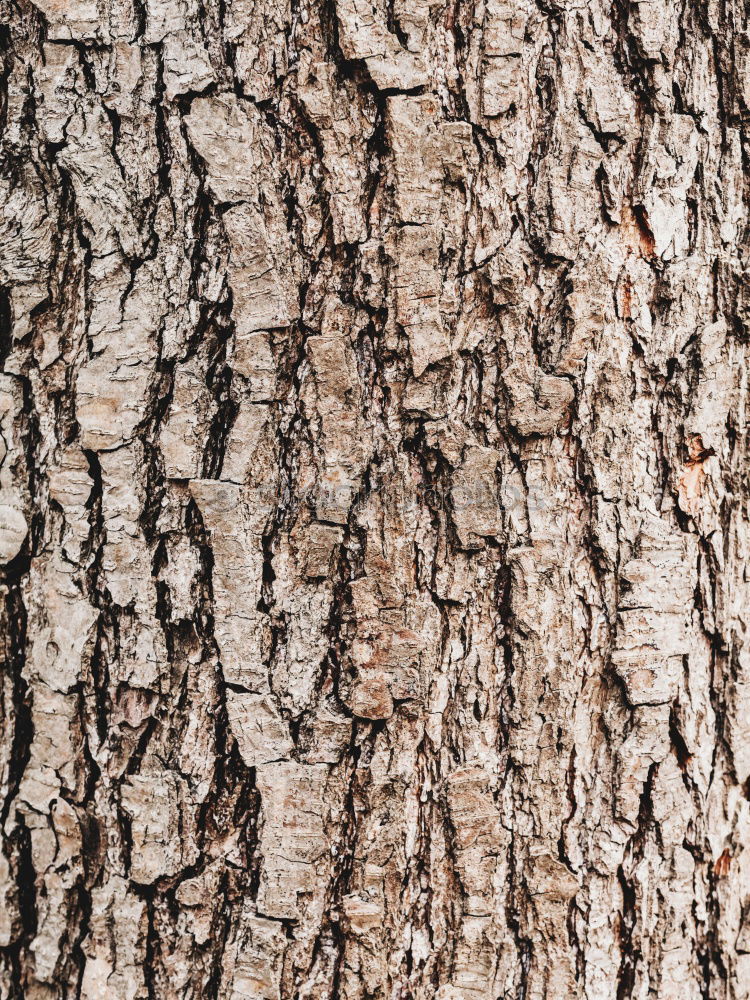 Similar – Image, Stock Photo willful Wooden board