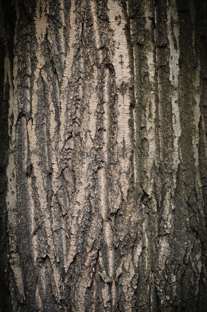 Similar – Tarnung Umwelt Natur Baum