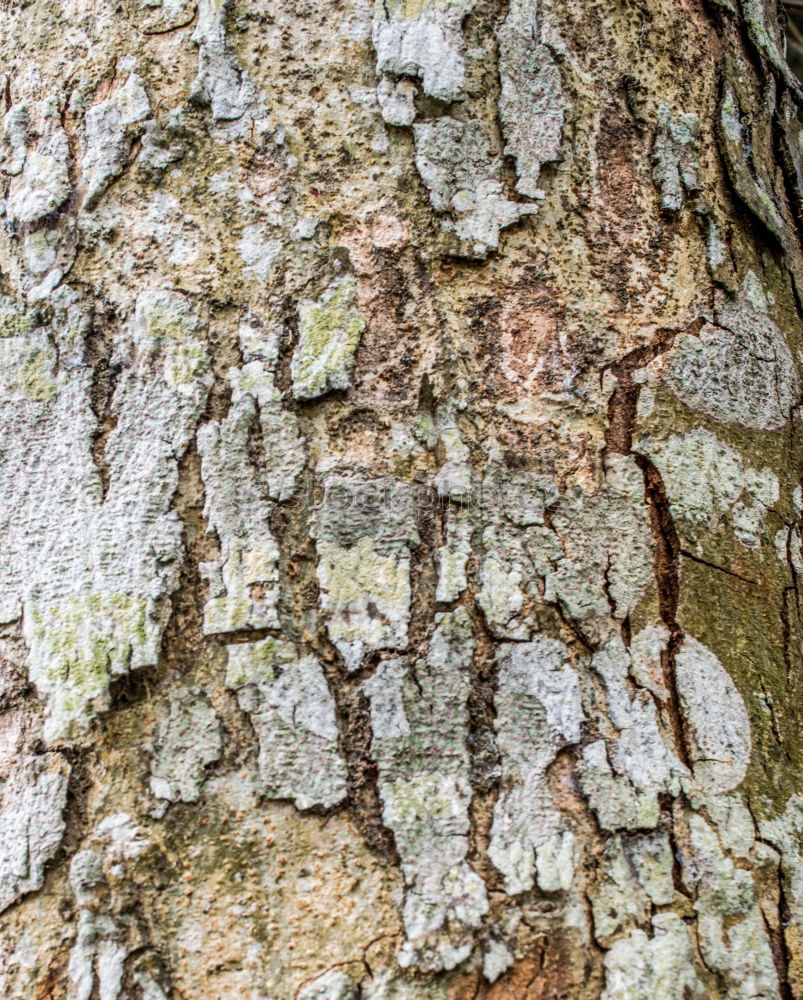 Similar – tree trunk from top to bottom