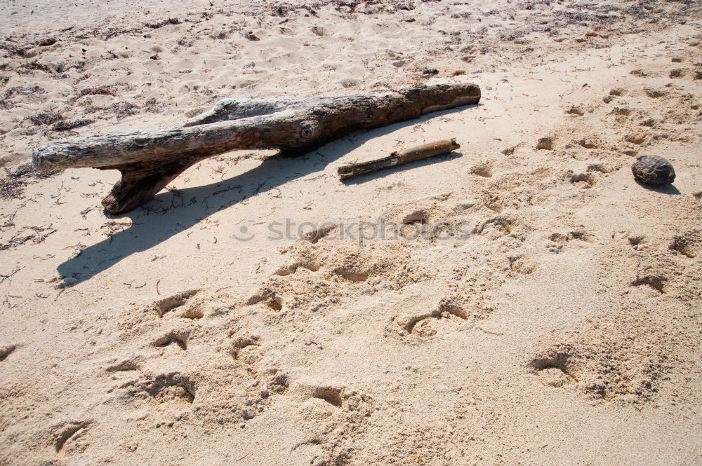 Similar – etched beach Beach