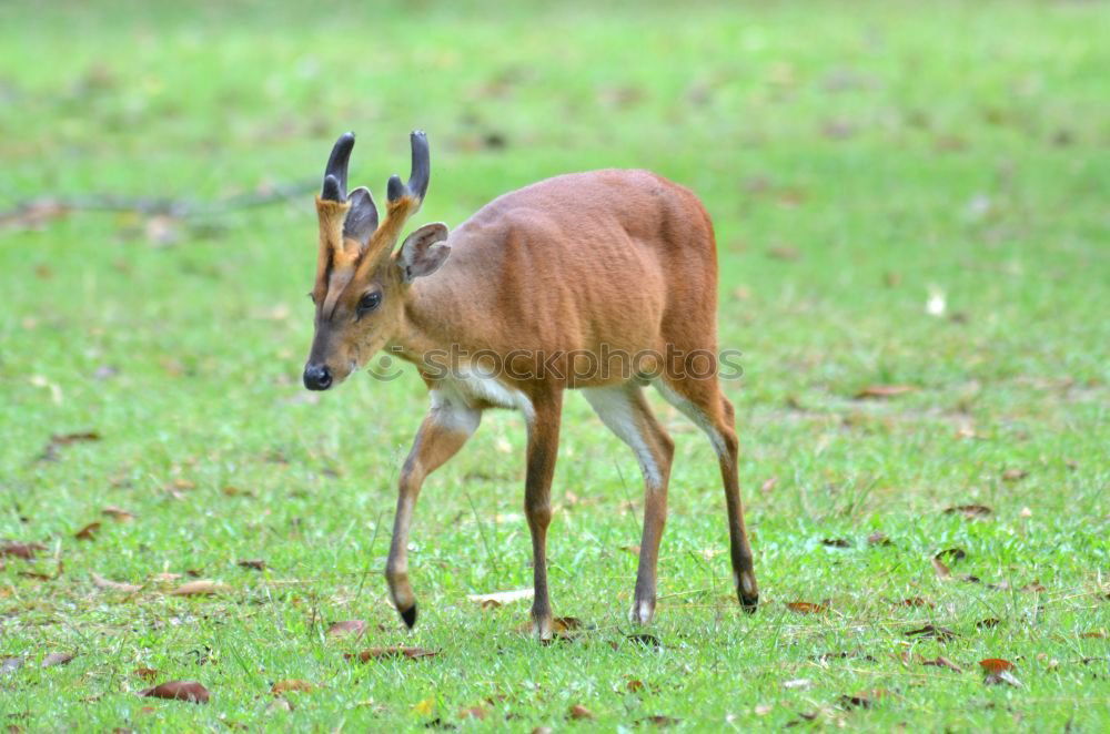 Similar – a red deer in the green meadow