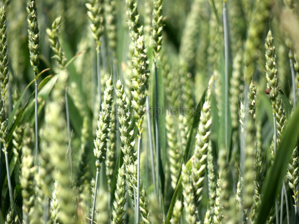 Similar – Image, Stock Photo unripe ears of wheat in a cornfield in front of a grey sky