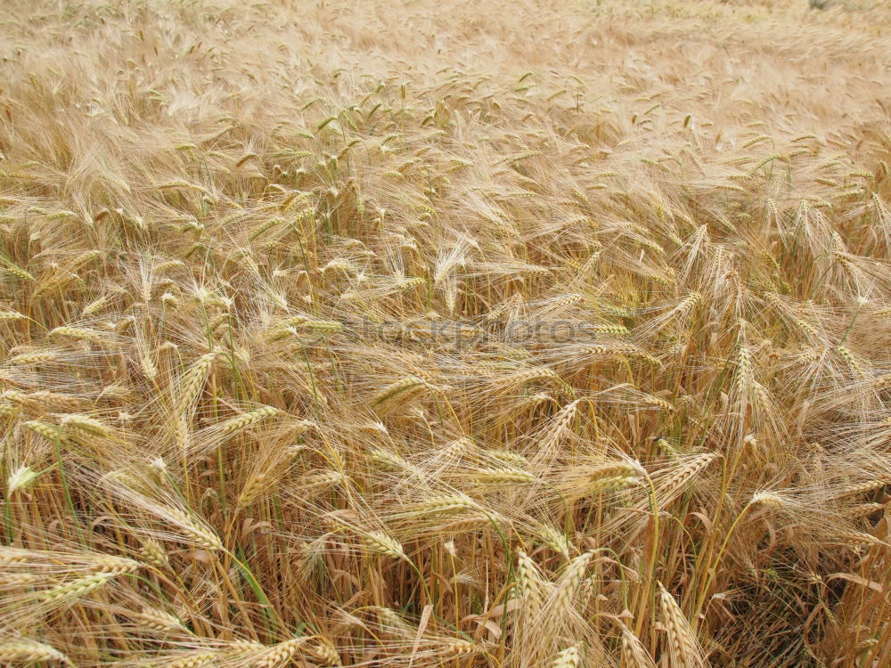 Similar – wheat field in summer