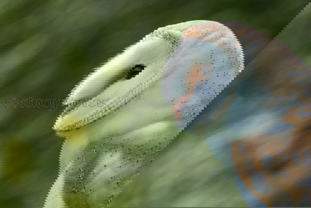 Similar – Image, Stock Photo wait wait wait Easter