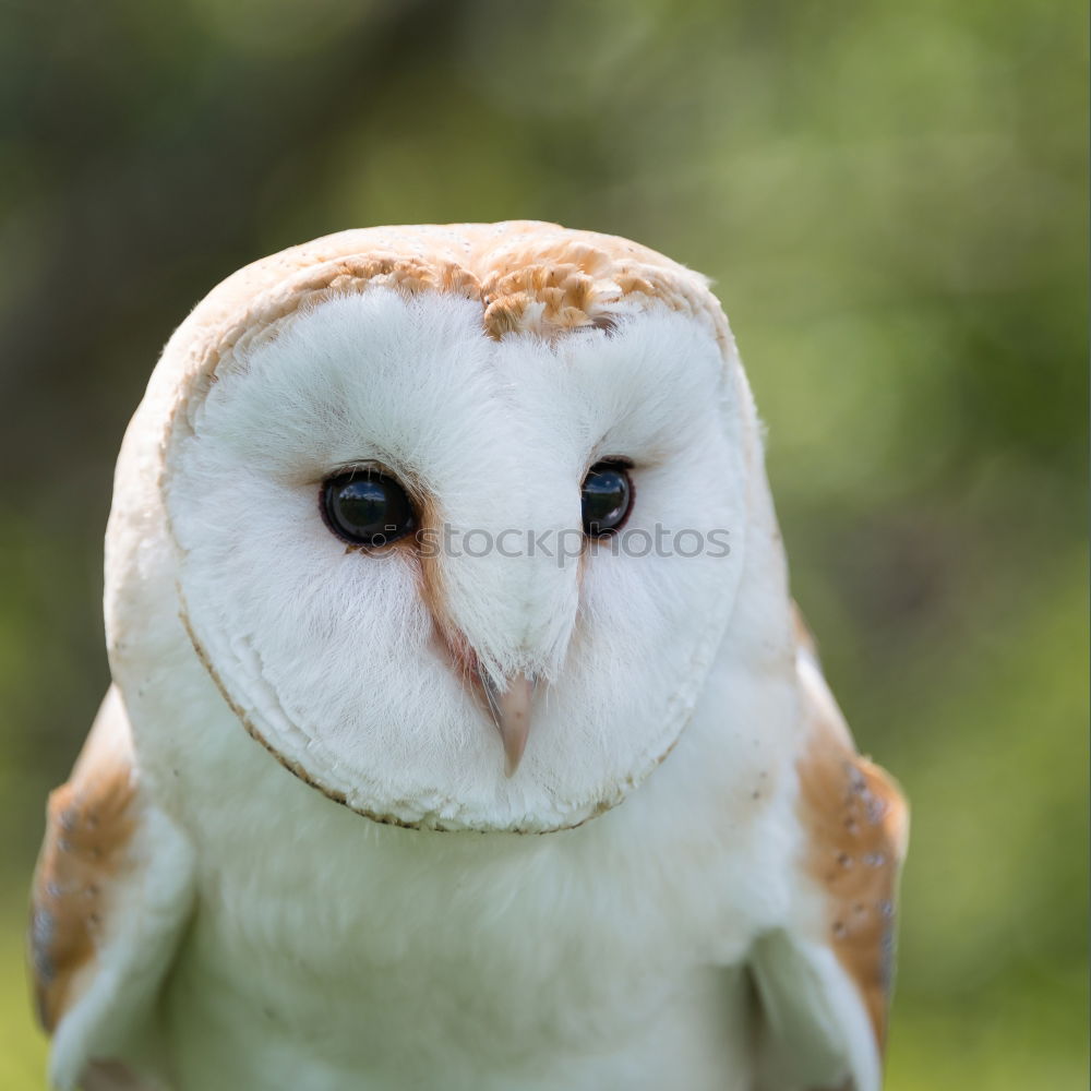 Similar – Image, Stock Photo Snowy owl face II