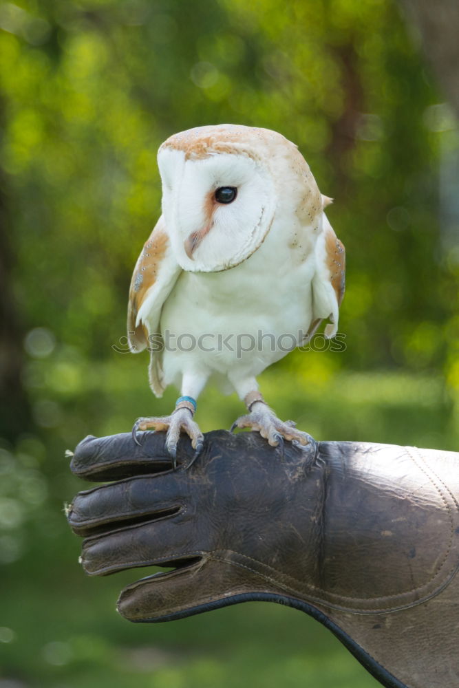 Similar – Image, Stock Photo Statue of white deer on middle finger