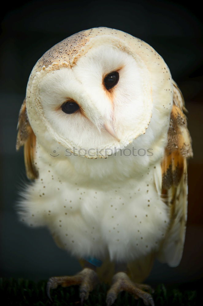 Similar – Mr Barn Owl Grass Bird