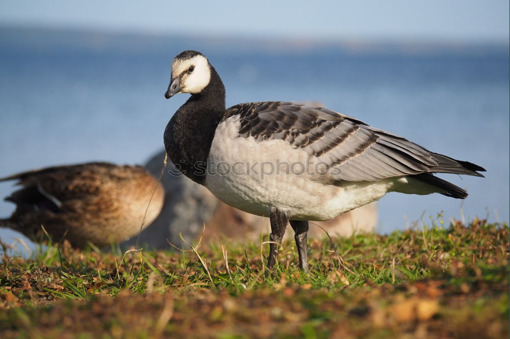 Similar – Foto Bild Tiefkühlkost….. Gans