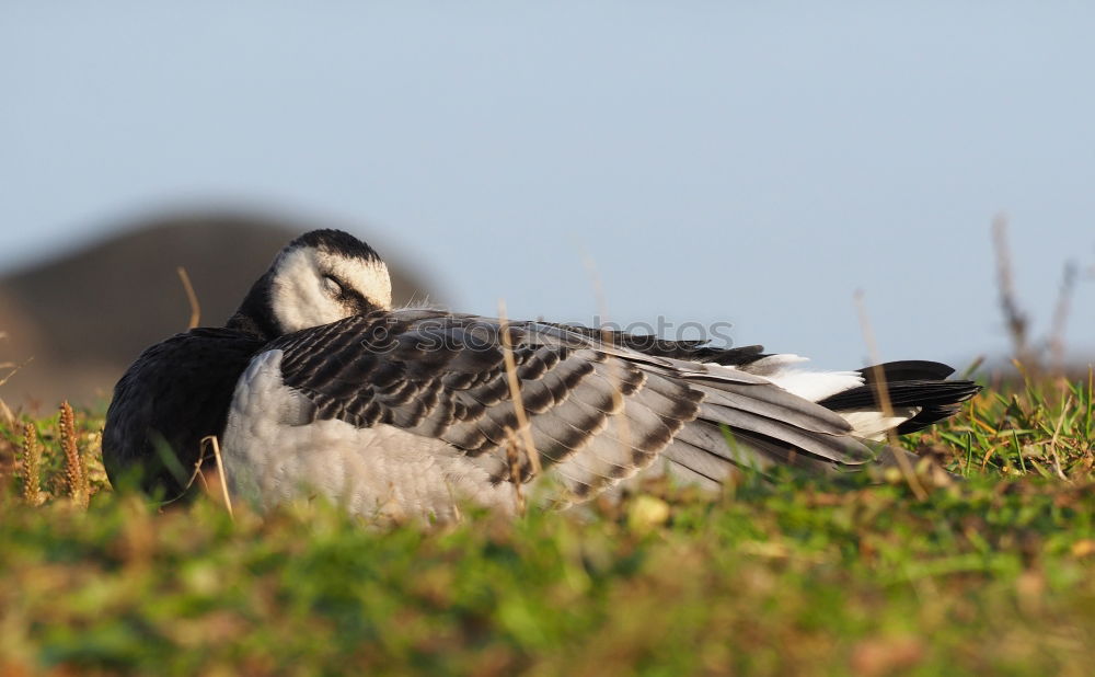 Similar – Image, Stock Photo Atlantic Puffin