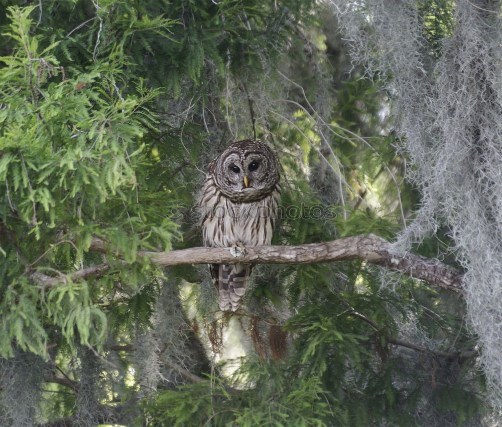 Similar – Long-eared owl Doze Sleep