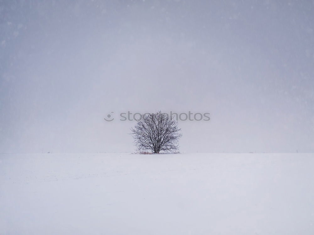 Similar – cold flowering Tree