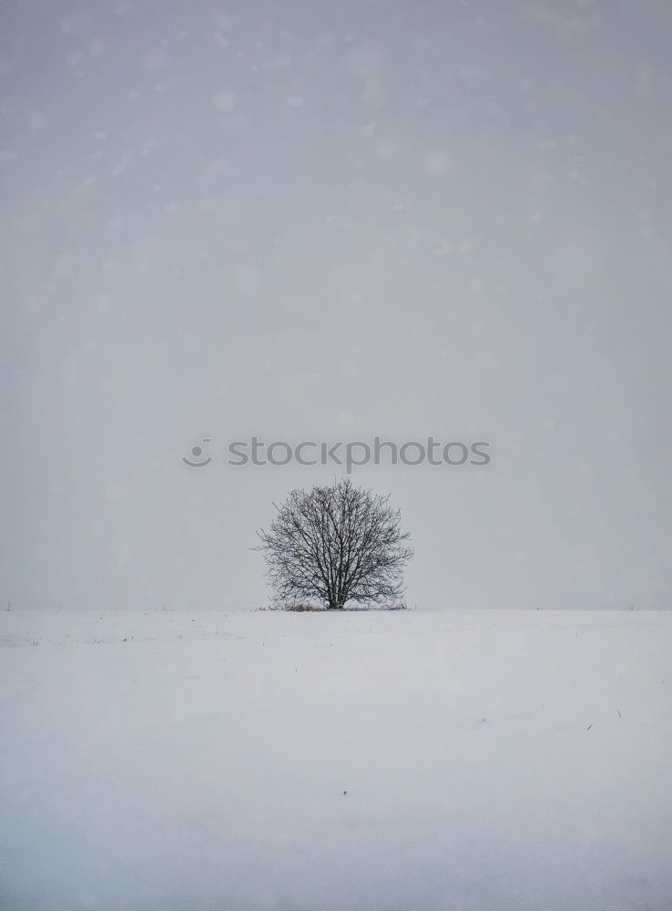 Similar – two trees (cold) Cold Tree