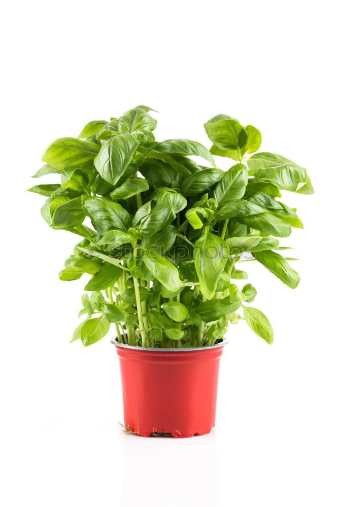 Image, Stock Photo Basil in a pot Art