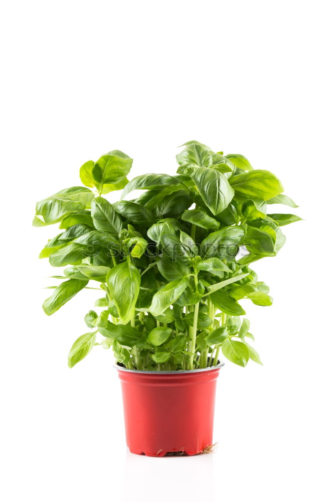 Similar – Image, Stock Photo Basil in a pot Art