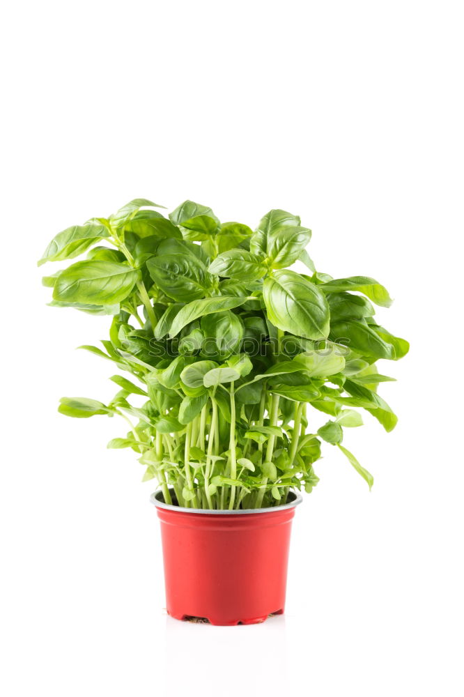 Similar – Image, Stock Photo Basil in a pot Art